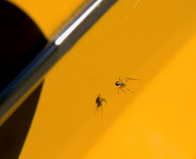 spider in yellow IV