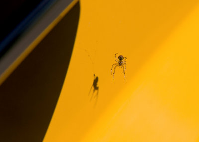 spider in yellow III