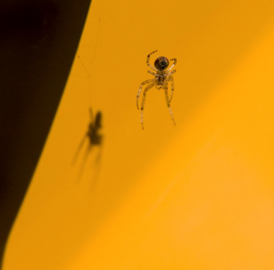 spider in yellow II