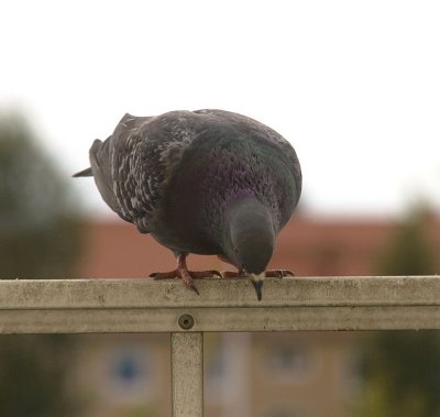 hm..I'm sure I see some more peanuts there, just behind that old flower pot!  