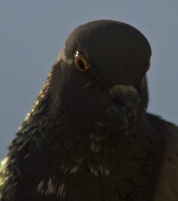 pigeon portrait II