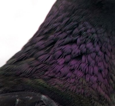 pigeon colours II