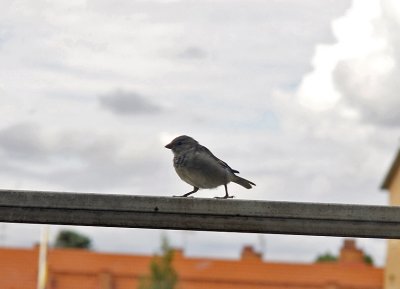 en promenade  :o)