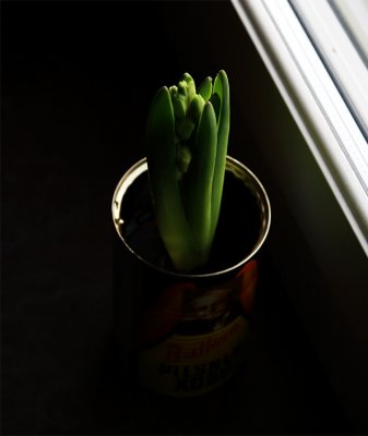 probably the best christmas-flower flower pot in the world