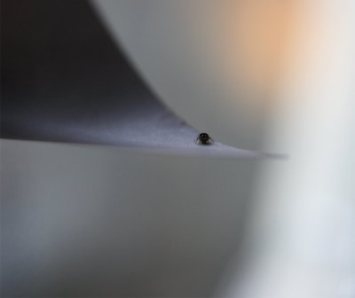 happy spider :o)