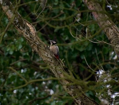 Woodpecker 3.jpg