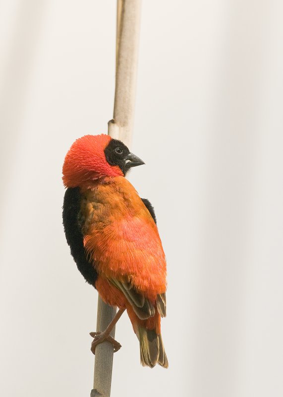 Southern Red Bishop (Euplectes orix)