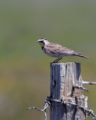 Horned Lark - Eremophila alpestris