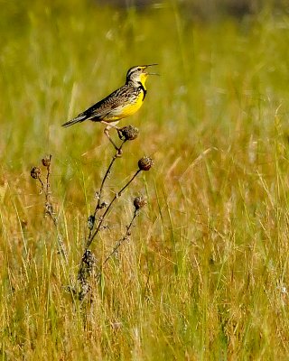 Western Meadowlark - Sturnella neglecta