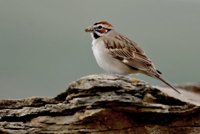 Lark Sparrow (Chondestes grammacus)