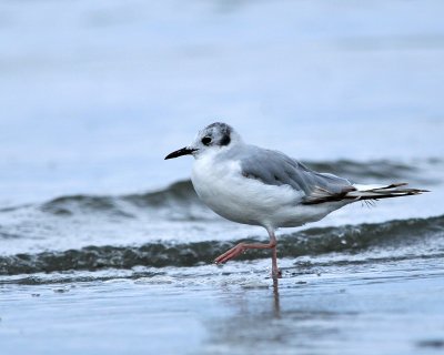 Bonaparte's Gull DSC_3693.JPG