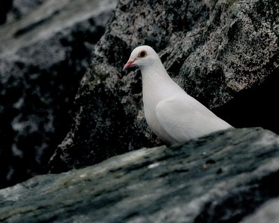 g5/84/837684/3/100971660.mQ58x3R7.jpg