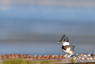 Belted Kingfisher - Megaceryle alcyon