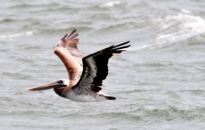 Brown Pelican DSC_3276.JPG