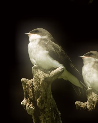 Young Tree Swallow DSC_4542.jpg
