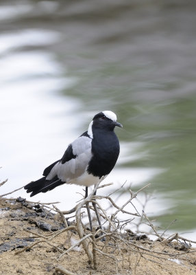 Blacksmith Lapwing (Vanellus armatus)