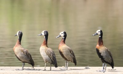 White-faced Whistling Ducks (Dendrocygna viduata)