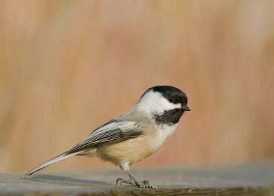 chickadee_DSC5007.jpg