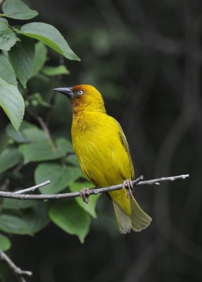 Cape Weaver (Ploceus capensis)