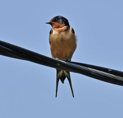 Barn Swallow DSC_1837.JPG