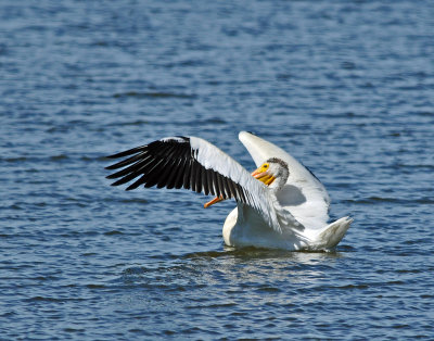 American White Pelican DSC_1825.JPG