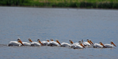 American White Pelicans DSC_1869.JPG