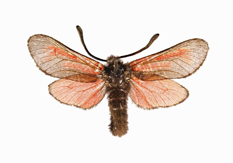 Extinct Moth (Zygaena purpuralis segontii)