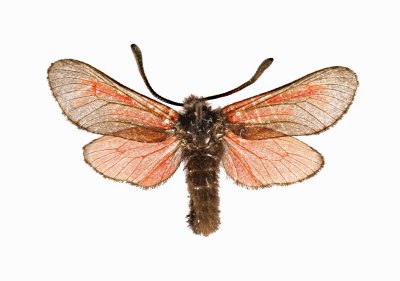 Extinct Moth (Zygaena purpuralis segontii)