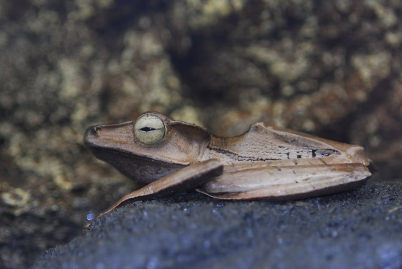 Frog.JPG