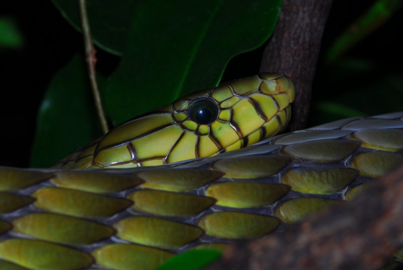 Snake4.JPG