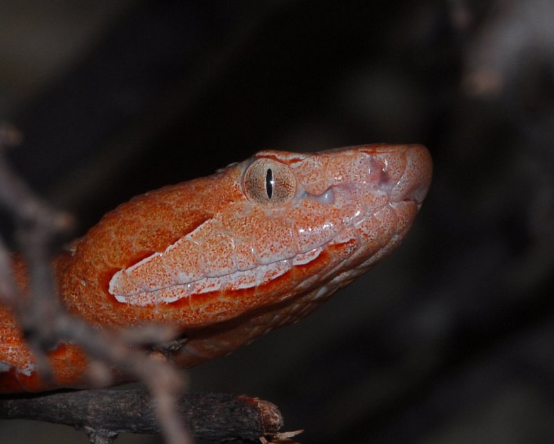Snake5.JPG