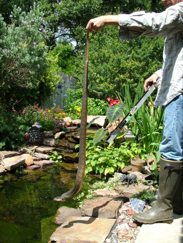 watersnake.JPG