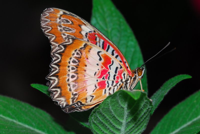 Butterfly5.jpg