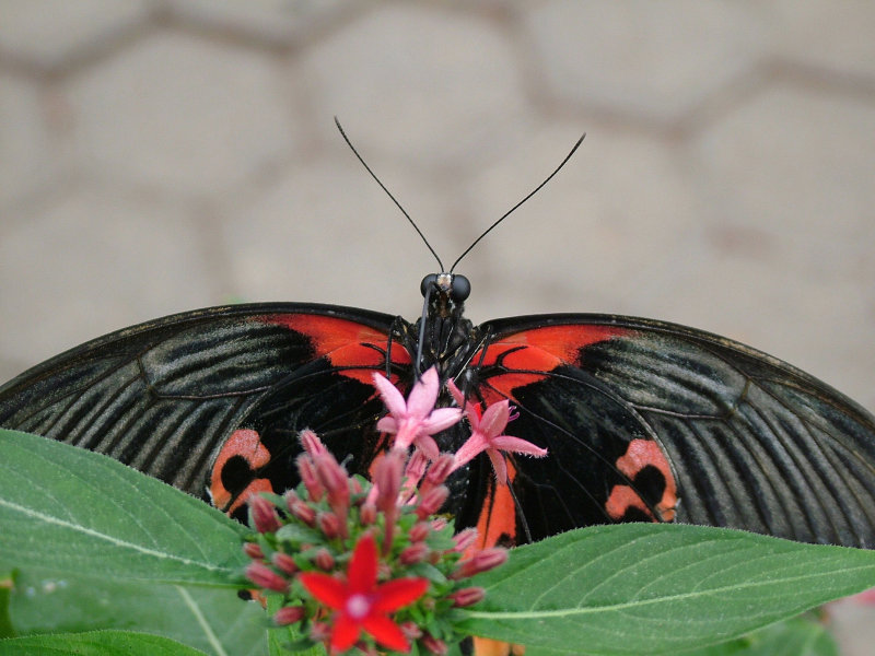 Butterfly6.JPG