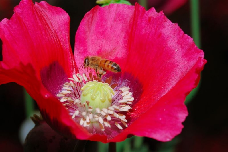 Bee & Flower.jpg