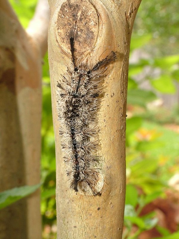 Hairy Caterpillar.jpg