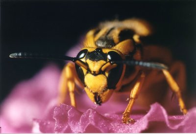Bugs & Other Creatures
