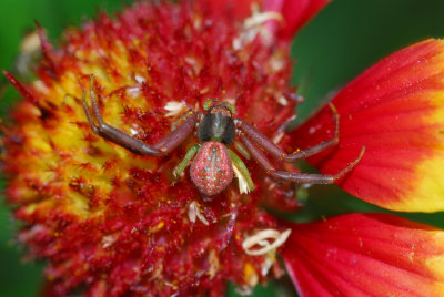 Crabspider3.jpg