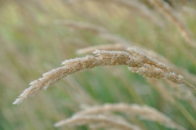 tall grass