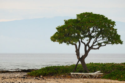 beach tree