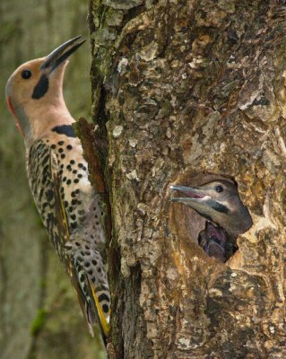 woodpeckers