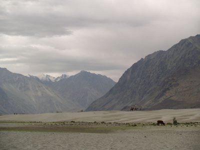 The sand dunes of the Nubra Valley