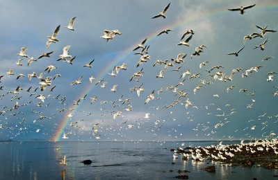 Gulls through rainbow