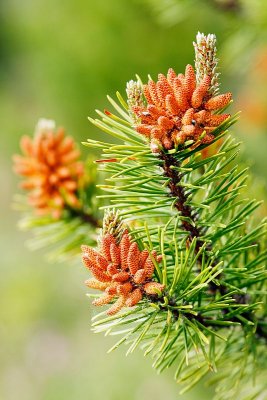 Pine male cones