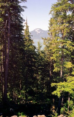 Petersburg Mountain through the trees