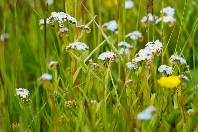 Forget-Me-Nots and a Buttercup