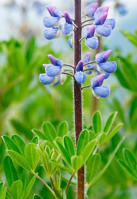 Lupine