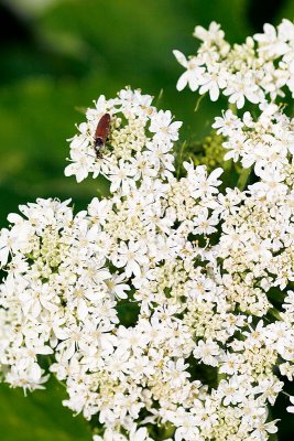California Prionus on Cow Parsnip