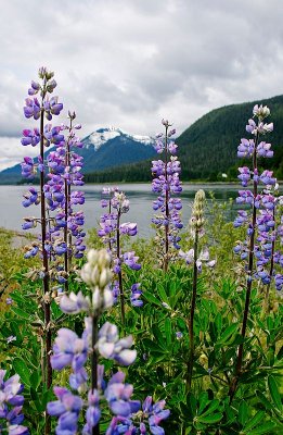 Lupines