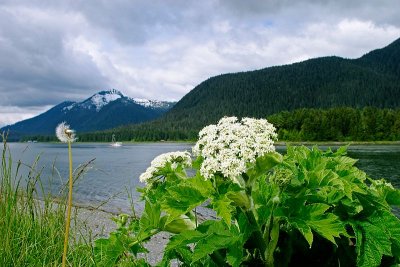 Cow Parsnip